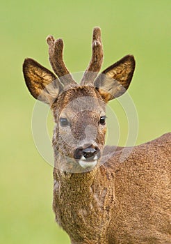 Roe deer buck