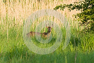 Roe Deer buck