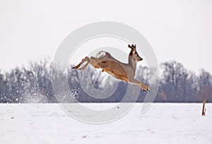 Roe deer buck in the air