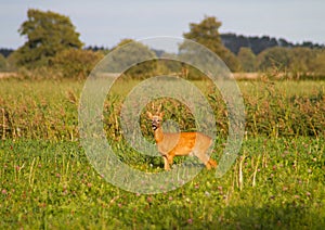 Roe deer buck photo