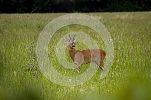 Roe Deer buck in the countryside in Wiltshire, UK.