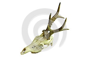 Roe deer buck cranium on white background