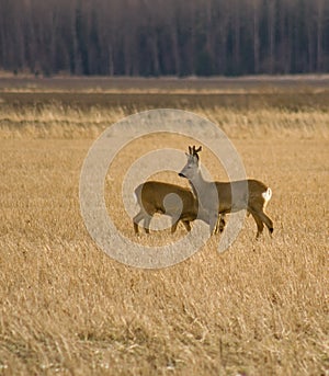 Roe Deer buck with doe