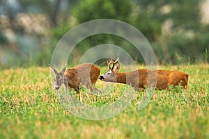 Roe deer buck following doe and licking her to feel hormones in rutting season