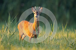 Roe deer buck looking on a green meadow illuminated by a warm light at sunrise