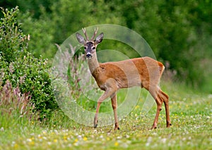 Roe deer buck