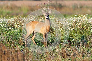 Roe deer buck