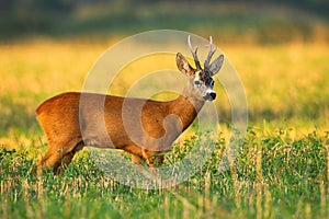 Roe deer buck observing on agricultural field in summer nature