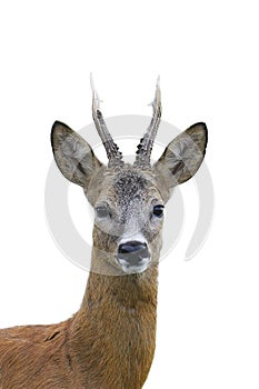 Roe deer buck portrait