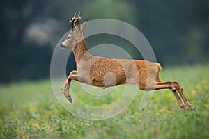 Roe deer buck running away from danger in summer nature