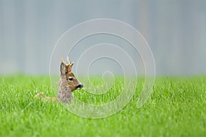 Roe deer buck sitting in long grass