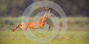Roe deer buck sprinting fast in summer
