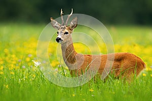 Roe deer buck standing on a blooming meadow among yellow flowers in summer