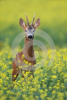 Roe deer buck standing on a flowery rape field with yellow flowers in summer