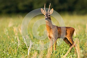 Roe deer buck standing on a stubble field in summer nature