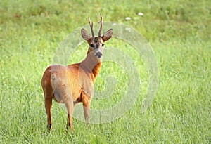The roe deer buck in summer