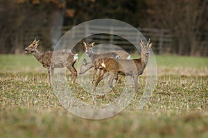 Roe deer buck and three females