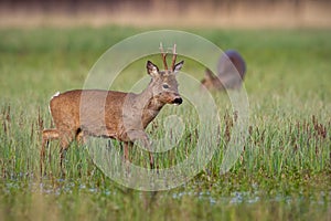 Roe deer buck in winter coat in spring with doe grazing in background