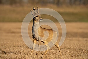 Roe deer buck in winter coating with antlers in velvet