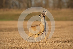 Roe deer buck in winter coating with antlers in velvet