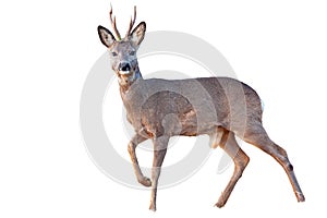 Roe deer buck in winter coating with antlers walking isolated on white