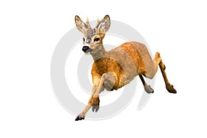 Roe deer, capreolus capreolus, buck running isolated on white background photo