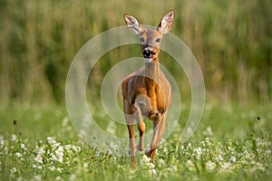Roe deer, capreolus caprelous, running acros meadow with wildflowers. photo