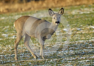 Roe Deer (Capreolus capreolus)