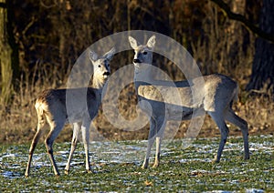 Roe Deer (Capreolus capreolus)