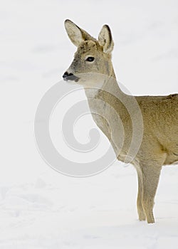 Roe deer / Capreolus capreolus