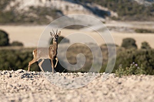 Roe deer, Capreolus capreolus