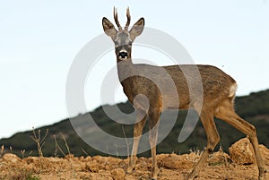 Roe deer, Capreolus capreolus