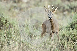 Roe deer, Capreolus capreolus