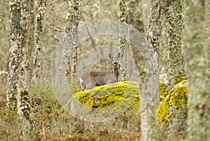 Roe deer, Capreolus capreolus