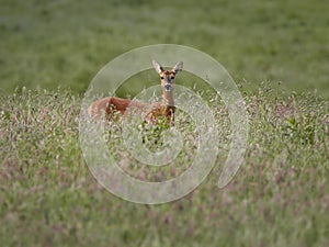 Roe Deer Capreolus capreolus