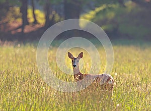 Roe deer Capreolus capreolus