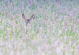 Roe deer Capreolus capreolus