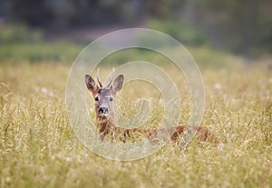 Roe Deer, Capreolus capreolus