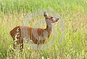 Roe deer Capreolus capreolus