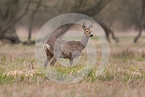 Roe Deer Capreolus Capreolus