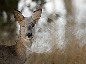 Roe Deer (Capreolus capreolus)