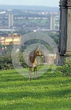 Roe deer, Capreolus capreolus