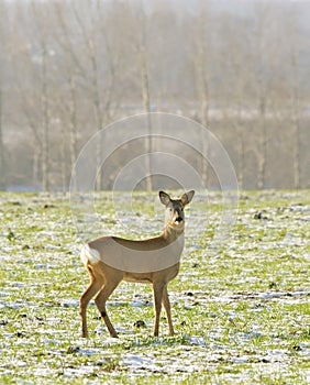 Roe Deer ( Capreolus capreolus )