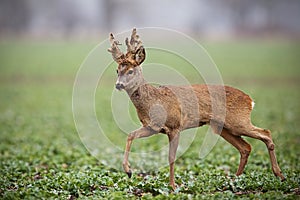 Roe deer, capreolus capreolus, buck with big antlers covered in velvet walking.