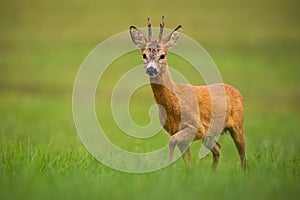 Roe deer, capreolus capreolus, buck in summer.