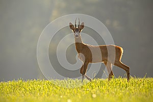 Roe deer, capreolus capreolus, buck in summer.