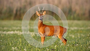 Roe deer, capreolus capreolus, buck in summer on meadow with flowers at sunset.