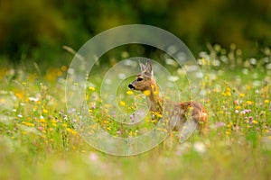 Roe deer, Capreolus capreolus, chewing green leaves, beautiful blooming meadow with many white and yellow flowers and animal. Summ