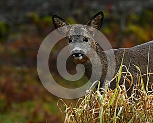 Roe deer, Capreolus capreolus in close-up on a woodland during autumn