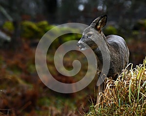 Roe deer, Capreolus capreolus in close-up on a woodland during autumn